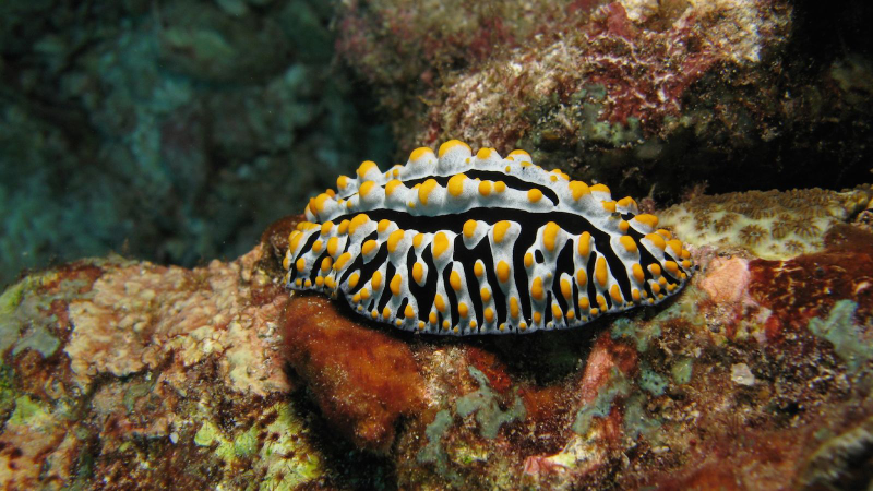 Illustration for article titled Striking Photographs Of Sea Slugs Expose The Alien World Under the Sea